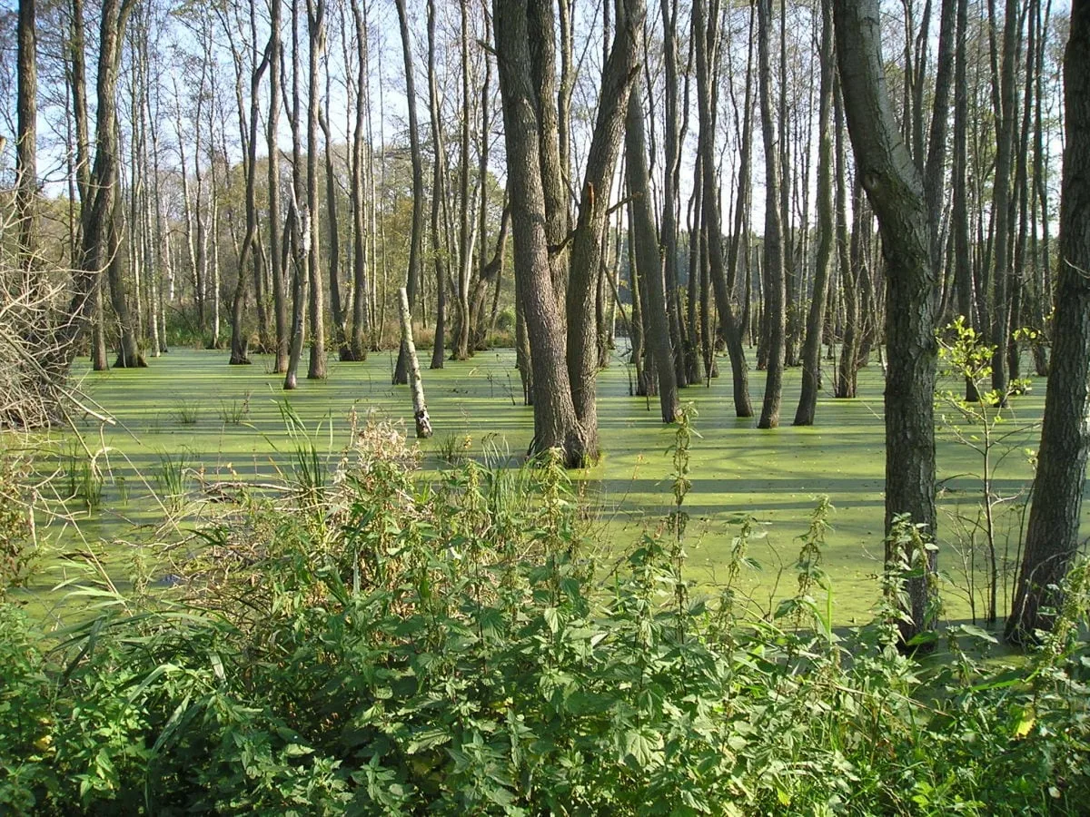 Moorlandschaft im Müritz-Nationalpark